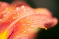 Petal lily flower closeup Royalty Free Stock Photo