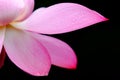 Petal of lotus