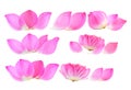 petal lotus flower on white Royalty Free Stock Photo