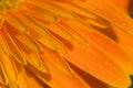 Petal of orange marguerite Royalty Free Stock Photo