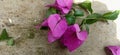 Petal pink bougainvillea on vintage floor