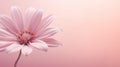 petal pink flower background