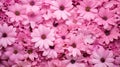 petal pink flower background