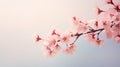 petal pink flower background serene