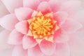 Petal pink lotus flower. Royalty Free Stock Photo