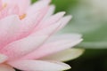 Petal pink lotus flower. Royalty Free Stock Photo