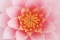 Petal pink lotus flower. Royalty Free Stock Photo