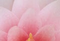 Petal pink lotus flower. Royalty Free Stock Photo