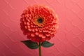 Petal plant beauty blossom pink blooming dahlia floral nature flower flora gardening