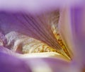 Petal purple Iris Royalty Free Stock Photo