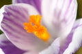Petal of a purple striped crocus Royalty Free Stock Photo