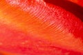 Petal of a red tulip close-up. Natural macro texture. Red natural background. Royalty Free Stock Photo