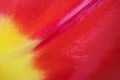 Petal of a red-yellow tulip close-up. Royalty Free Stock Photo