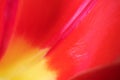 Petal of a red-yellow tulip close-up. Royalty Free Stock Photo