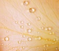 Petal of a rose with lots of drops