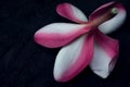 Petal and sepal of Frangipani, the Plumeria hybrid flower