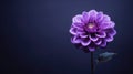 petal single purple flower Royalty Free Stock Photo