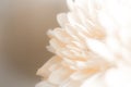 Petal soft shades of sweet sweet style. Showroom Royalty Free Stock Photo