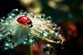 Petal summer flower daisy macro insect plant ladybug nature garden red Royalty Free Stock Photo