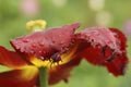 Petal tulip covered with dew.