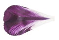 Petal of a tulip. Macro Royalty Free Stock Photo