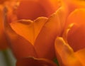 petal tulips orange color bokeh background Royalty Free Stock Photo