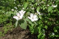 5 petaled white flowers of quince in May Royalty Free Stock Photo