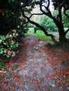 petalled pathway in forest