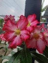 Beauty Adenium with droplets of dews