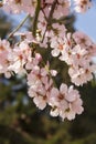 Almond blossom in spring in Bulgaria