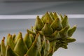 Petals of an artichoke cynara cardunculus in front of a structured background