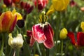 Petals barely holding on a red tulip. The flower fades against the background of other flowers. Wilting concept Royalty Free Stock Photo