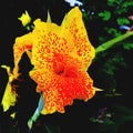 Yellow with red dots flower