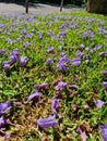 Petals of blue jacaranda tree blossoms on the grass Royalty Free Stock Photo