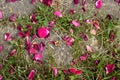 The petals of a pink rose fell on grass and ground Royalty Free Stock Photo