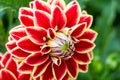 Petals of colorful flower dahlia macro Royalty Free Stock Photo