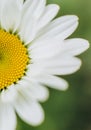 petals daisy flower macro empty place inscription Royalty Free Stock Photo