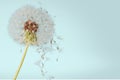 Dandelion with blowing petals on blue background