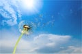 Dandelion with blowing petals on blue background