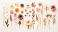 petals dried flowers flatlay