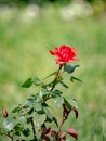 Red rose bud on a green blurred background. Royalty Free Stock Photo