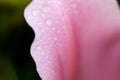 Petals and flower with droplet. Abstract close-up background with flower and natural minimal object Royalty Free Stock Photo