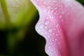 Petals and flower with droplet. Abstract close-up background with flower and natural minimal object Royalty Free Stock Photo