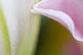 Petals and flower with droplet. Abstract close-up background with flower and natural minimal object Royalty Free Stock Photo