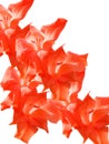 Petals of a flower of a gladiolus