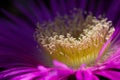 Petals of the flower of an ice plant Carpobrotus edulis of purple color Royalty Free Stock Photo