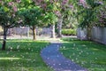 Petals and flowers of a blossoming cherry tree falls down under a wind