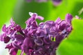 A branch of fragrant lilac