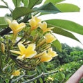 The petals of the frangipani flower are yellow and slightly white at the edges with a normal angle view