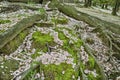 Cherry blossom tree roots, Maizuru Park, Fukuoka city, Japan. Royalty Free Stock Photo